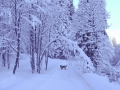 Winterimpressionen